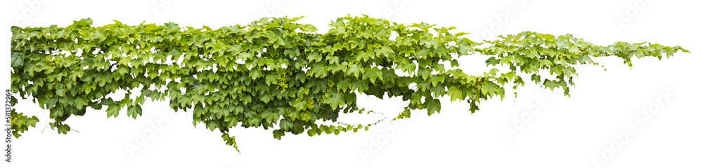 Isolated PNG cutout of a grape ivy plant on a transparent background, ideal for photobashing, matte-painting, concept art - obrazy, fototapety, plakaty 