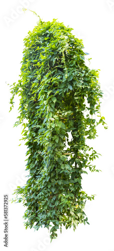 Photos Isolated PNG cutout of an ivy plant on a transparent background, ideal for photo