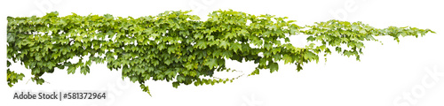 Fényképezés Isolated PNG cutout of a grape ivy plant on a transparent background, ideal for