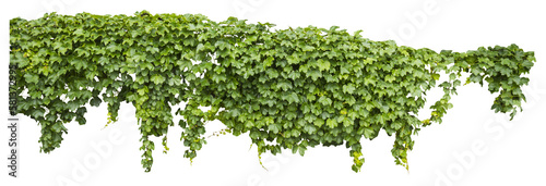 Fototapeta Isolated PNG cutout of a grape ivy plant on a transparent background, ideal for