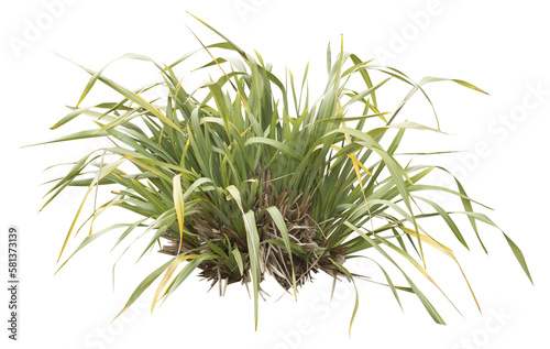 Isolated PNG cutout of a New Zealand flax plant on a transparent background, ideal for photobashing, matte-painting, concept art