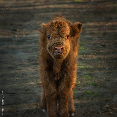 portrait of a calf