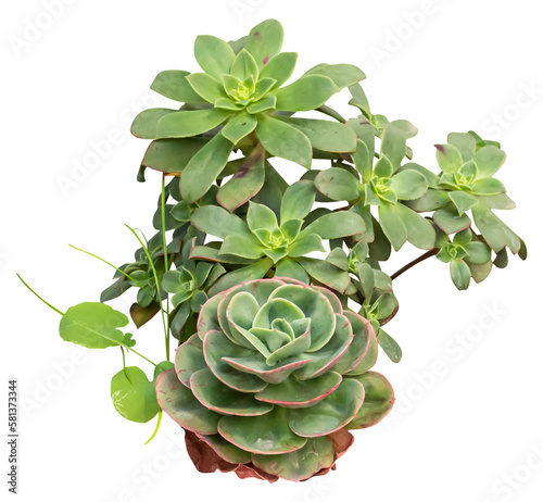 Isolated PNG cutout of a Haworth's aeonium plant on a transparent background, ideal for photobashing, matte-painting, concept art photo