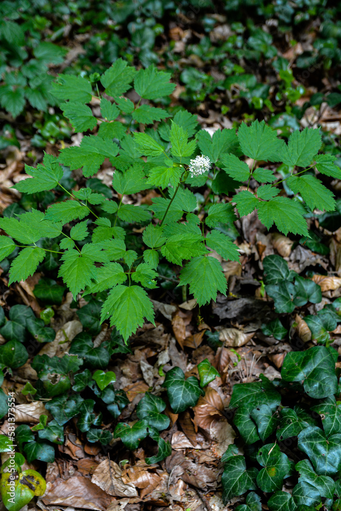 Fototapeta premium Eurasian baneberry (Actaea spicata).