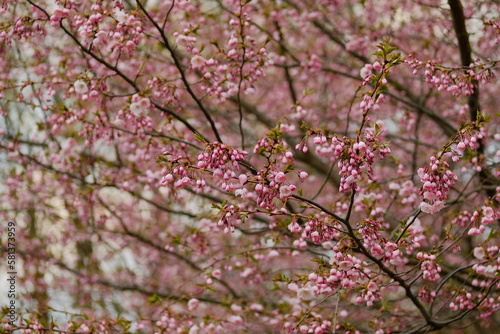 pink cherry blossom