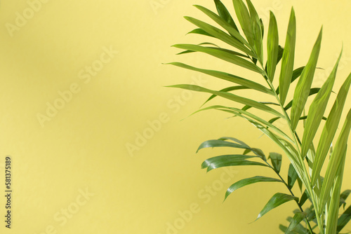 Green branches of a decorative palm tree with a shadow on a yellow background. Natural background. Selective focus