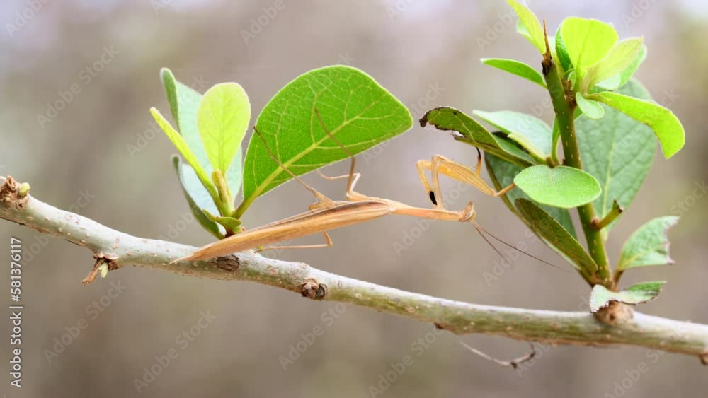 Praying mantis sp. (Mantodea) on a twig moving from one leave to the other