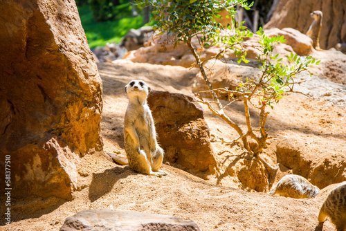 Fotografi Suricata