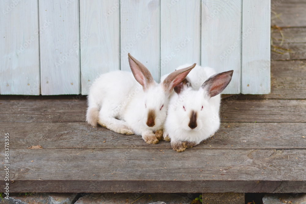 Obraz premium Two rabbits are sitting huddled together near rabbit house. Farming