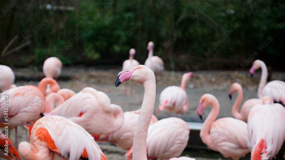 Naklejka premium Pink Flamingos und Flamingoköpfe im Zoo in Hannover