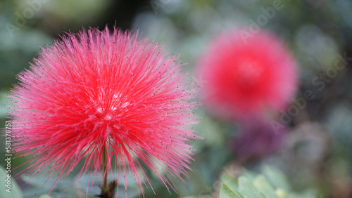 Flockenblume mit roter Puschel Blüte