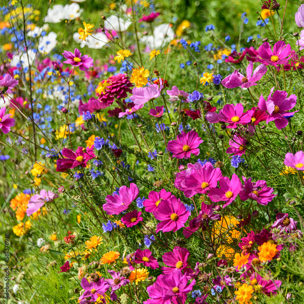 Fototapeta premium Bunte Wildblumenwiese am Wegesrand