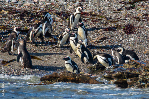 African penguins, Spheniscus demersus, on Halifax Island in Namibia © Lukas