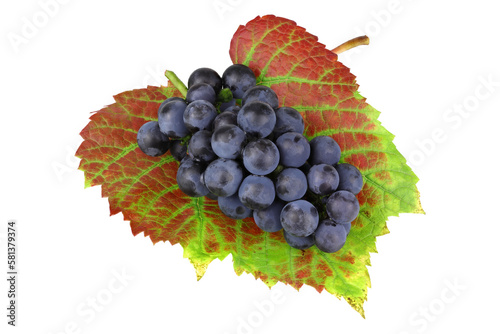 Wine grape on autumn leaf