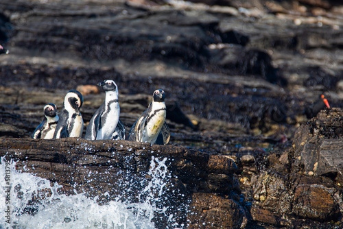 African penguins, Spheniscus demersus, on Halifax Island in Namibia