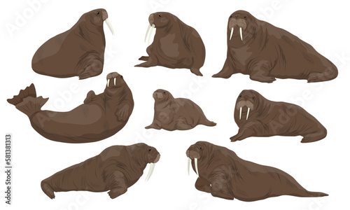 Set of walrus Odobenus rosmarus in different poses. Males, females and cubs of walruses lie, sit and swim. Realistic vector animal