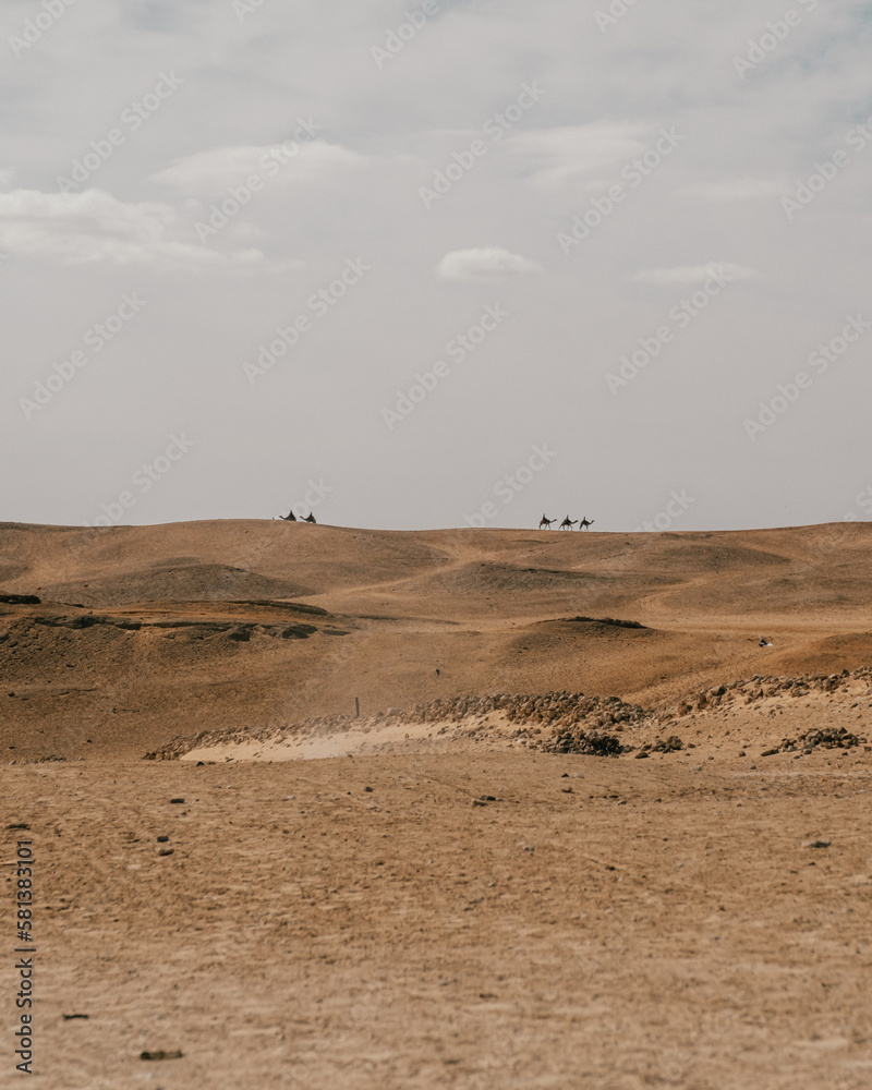 Camels on the horizon, sandy hills of Giza, Egypt Camels on the horizon, sandy hills of Giza, Egypt