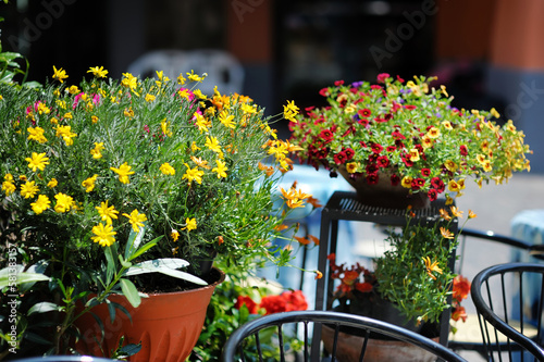 Beautiful flowers pots with blossoming flowers in town of Nemi, Italy