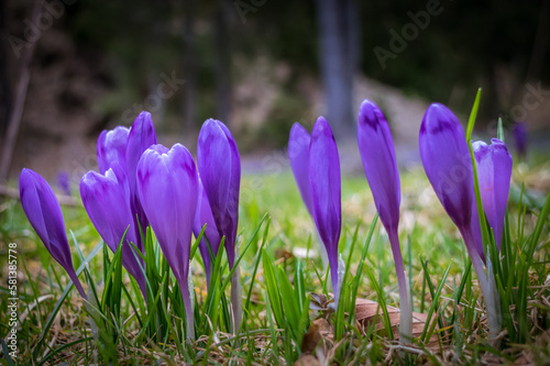 Crocus flower with shallow dof of field in springtime. Beautiful and creative composition of a group of purple crocus flowers with selective focus and diffused background in spring.
