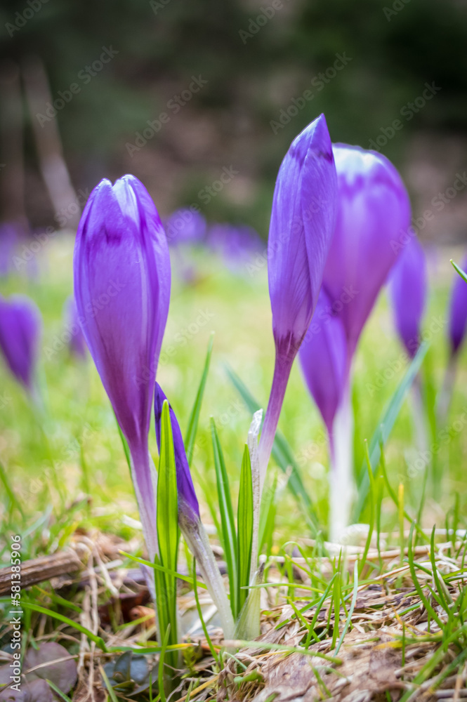 Crocus flower with shallow dof of field in springtime. Beautiful and creative composition of a group of purple crocus flowers with selective focus and diffused background in spring. Crocus flower with shallow dof of field in springtime. Beautiful and creative composition of a group of purple crocus flowers with selective focus and diffused background in spring.
