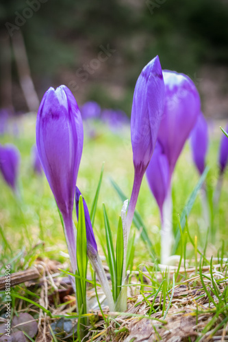 Crocus flower with shallow dof of field in springtime. Beautiful and creative composition of a group of purple crocus flowers with selective focus and diffused background in spring.