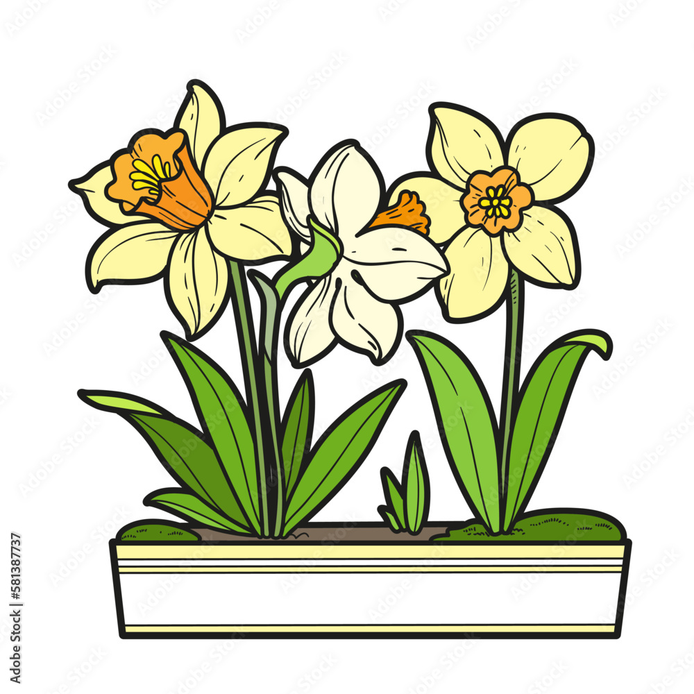 Narcissus flowers in a long pot color variation for coloring book  isolated on white background