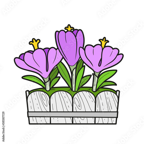 Crocus flowers grow in a long pot color variation for coloring book isolated on white background
