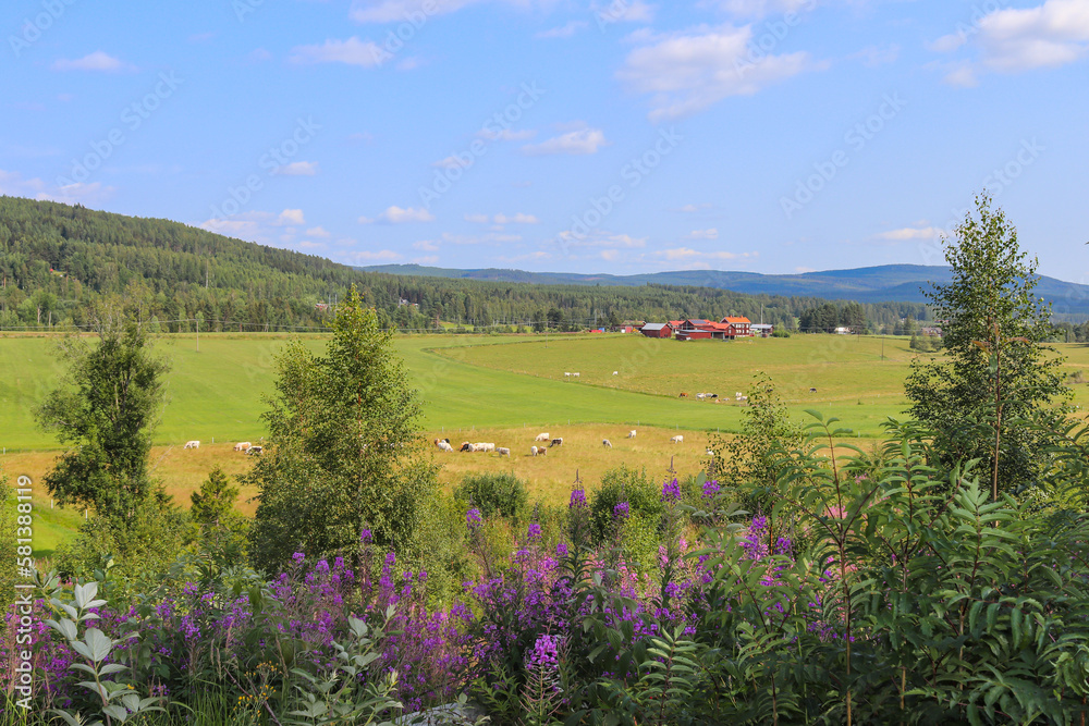 Sommar landscape in Swedish countryside