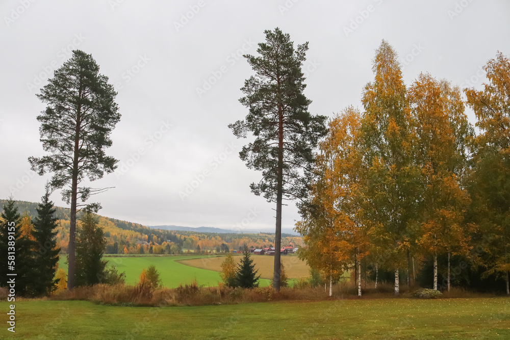 Fototapeta premium Foggy autumn landscape