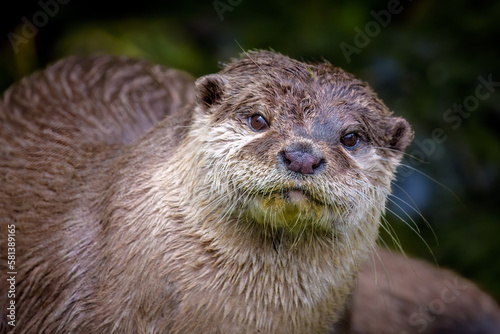 Asian Short-clawed Otters
