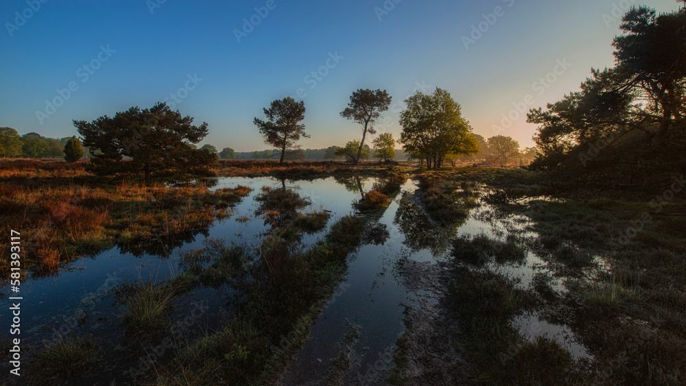 morning sunlight with fog in a german swamp morning sunlight with fog in a german swamp