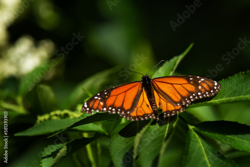 Monarch butterfly - Danaus plexippus, beautiful popular butterfly from American woodlands and meadows, Volcán, Panama. © David