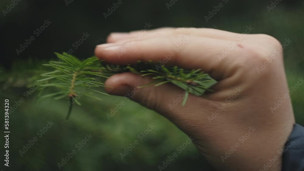 Close up of female hand touches spruce branch at spring day. Connection with nature and environmental protection. Green conscious lifestyle of new generation protecting forest. Concept nature, ecology