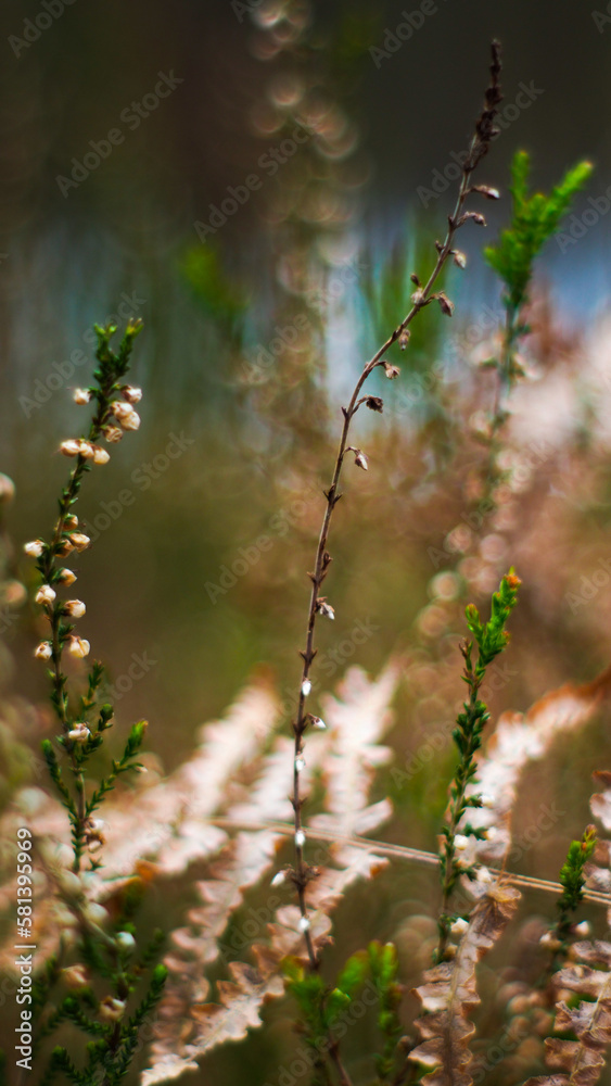 Macro de bruyères et de fougères sauvages, dans la forêt des Landes de Gascogne Macro de bruyères et de fougères sauvages, dans la forêt des Landes de Gascogne