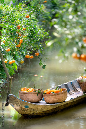 Fotografi Ripe tangerines on trees, Lai Vung pink mandarin in Dong Thap province, Vietnam