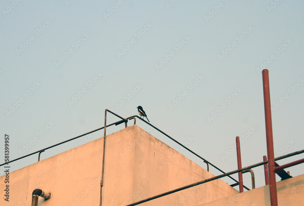 Bangladeshi National Bird Duyel in Roof With Blue Sky Bangladeshi National Bird Duyel in Roof With Blue Sky