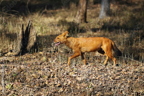 The dhole (Cuon alpinus) or Asian wild dog running in a dry tropical deciduous forest. Red wild Indian dog, a very rare canine from Asia.