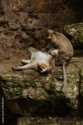 monkeys play on the ancient ruins of cambodia © Diko.Photos