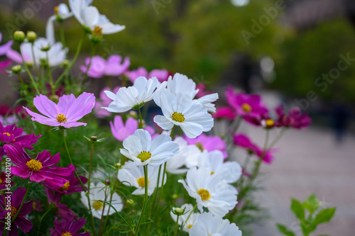 恵比寿ガーデン