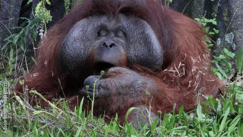 male orang utan yawning