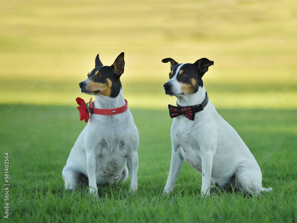 two dogs with bows around their necks. two dogs with bows around their necks.