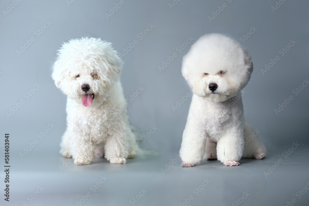 Dog grooming theme before and after result. bichon frise dog before and after groom his hair. Pet salon. Dog's hygiene care. Copy space