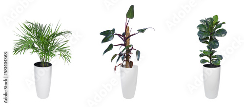 Potted houseplants: Chrysalidocarpus litescens, Philodendron erubescens, Ficus lyrata "Bambino" isolated
