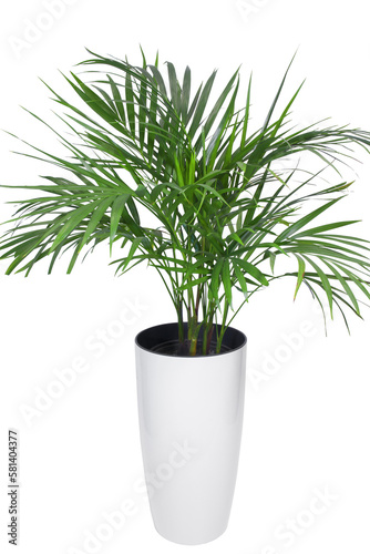 Potted Chrysalidocarpus palm isolated in the high modern cachepot