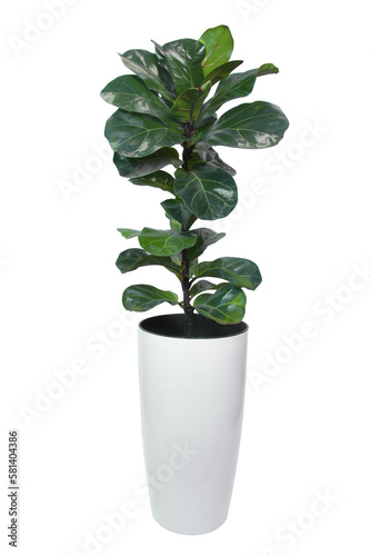 Potted Ficus lyrata ''Bambino