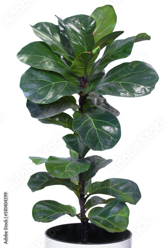 Close-up of the potted Ficus lyrata ''Bambino" with shining leaves isolated
