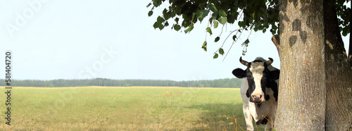 cow with horns peeks out from behind a large linden tree against the backdrop of a meadow. cool spot on a hot day