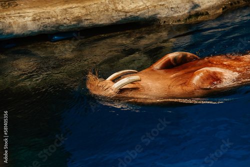 walrus with big tusks