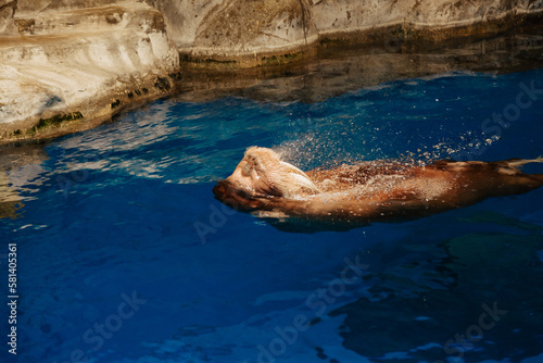 walrus with big tusks