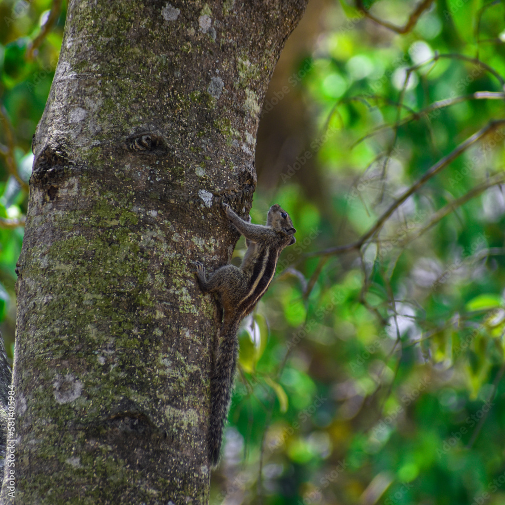 Obraz premium squirell moving on the tree